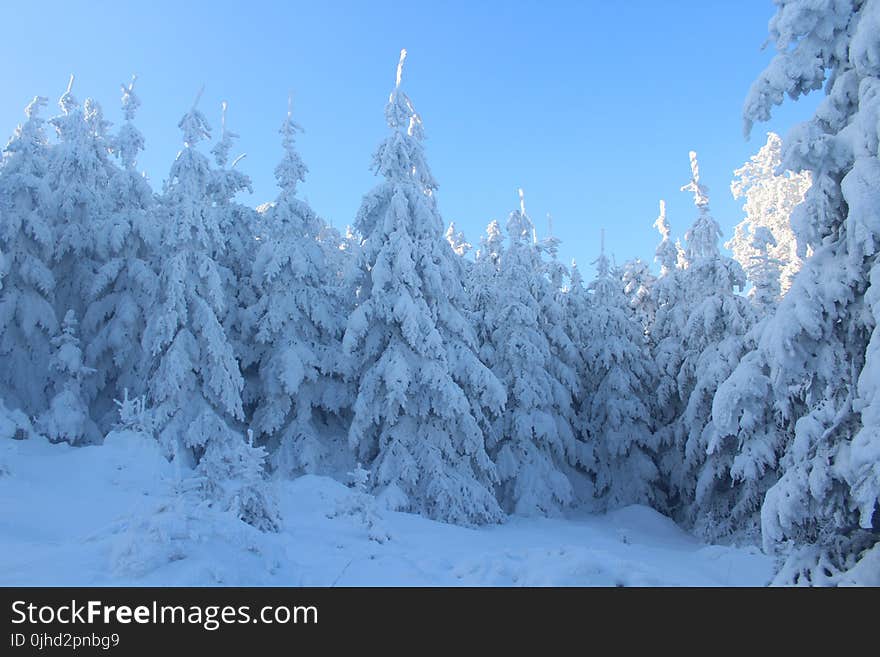 Pine Trees Covered With Snow