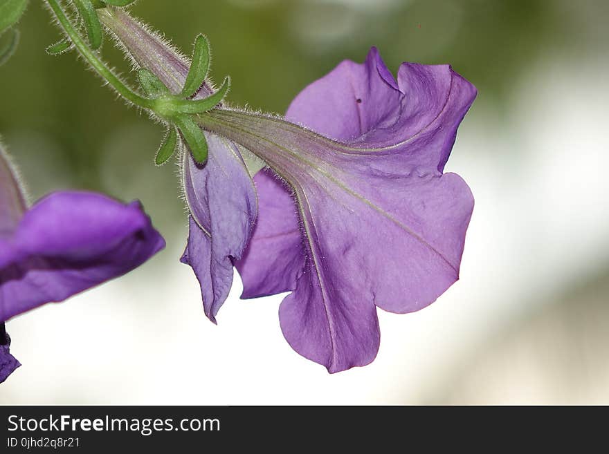 Close Up Photo of Purple Morning Glory Flower