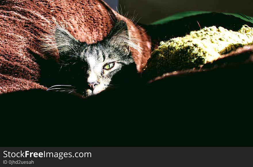 Closeup Photo of Silver Tabby Cat on Red Textile
