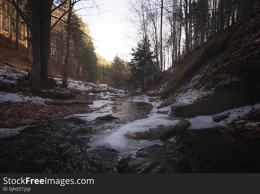 Ice on Forest Path