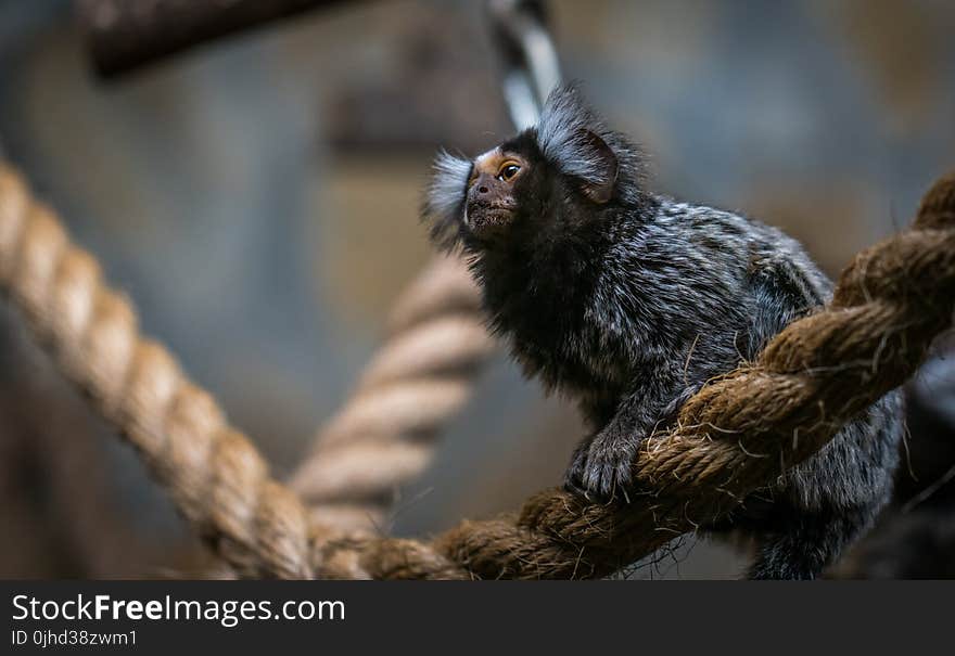 Shallow Focus Photography of Brown and Gray Bat