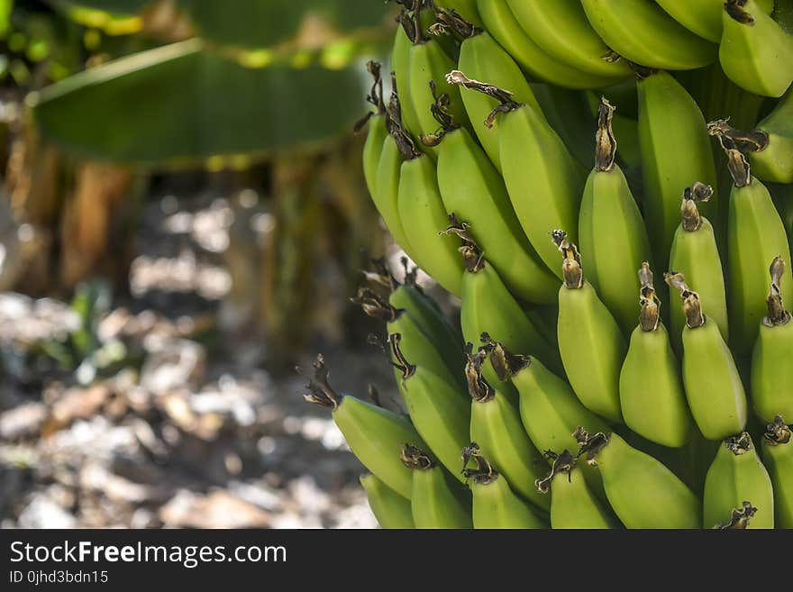 Banana Tree