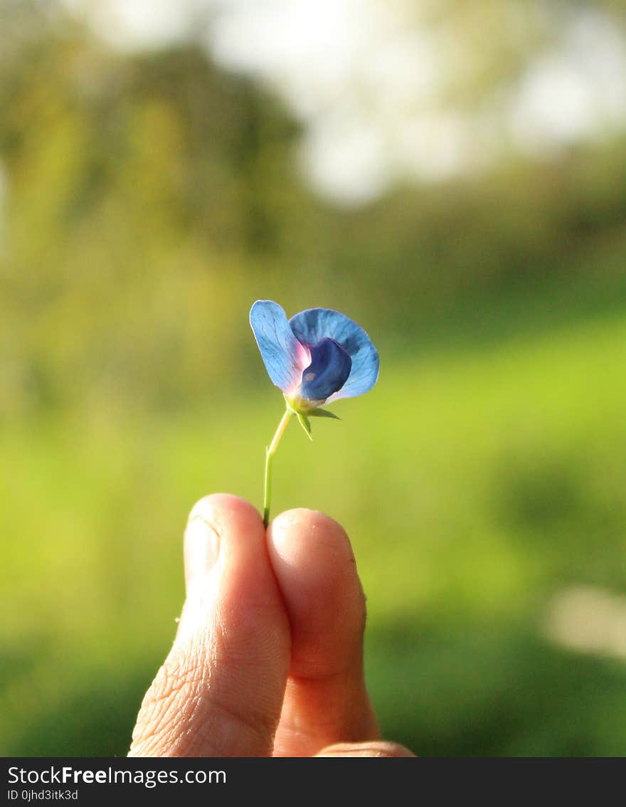 Small Blue Petaled Flower Held by Person&#x27;s Fingers