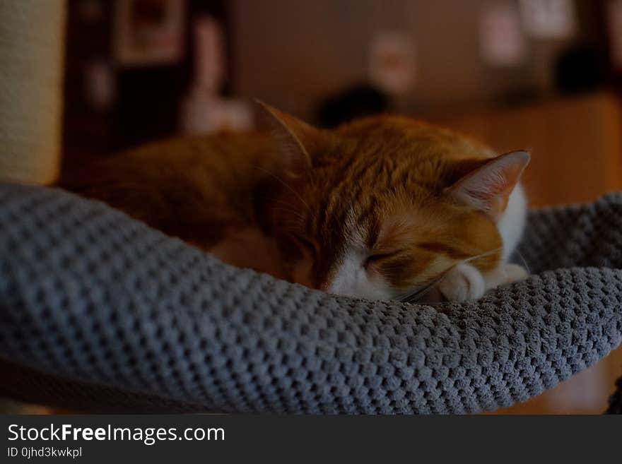 Orange Tabby Cat Sleeping on Gray Textile