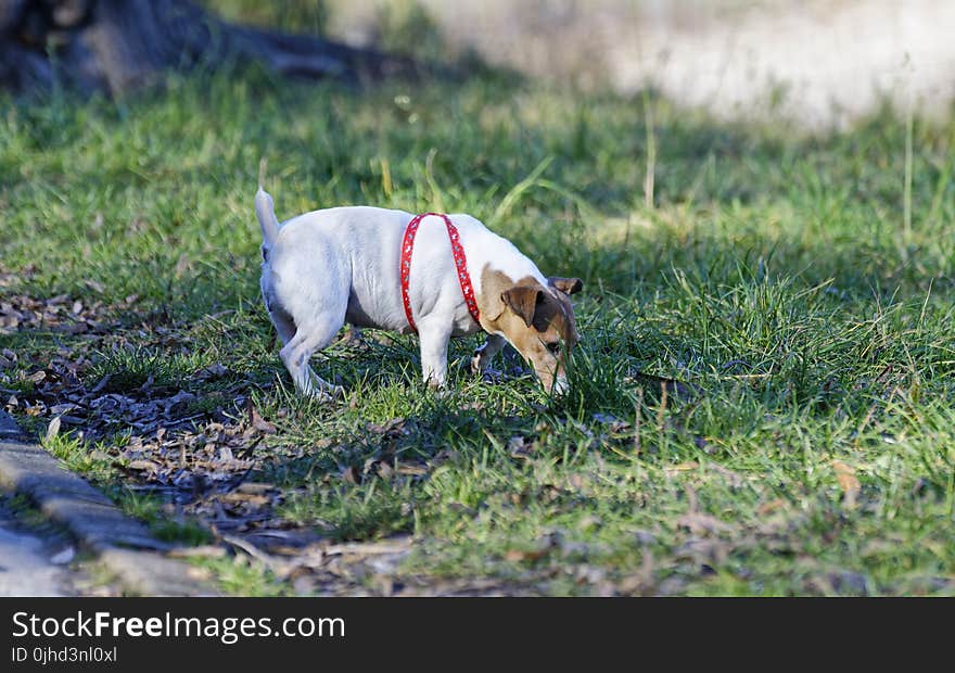 Tan and White Jack Russell Terrier Stand on Green Grass at Daytime