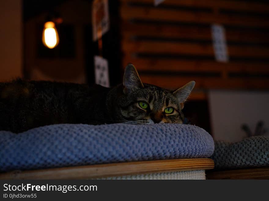 Brown Tabby Cat on Blue Fabric Padded Chair