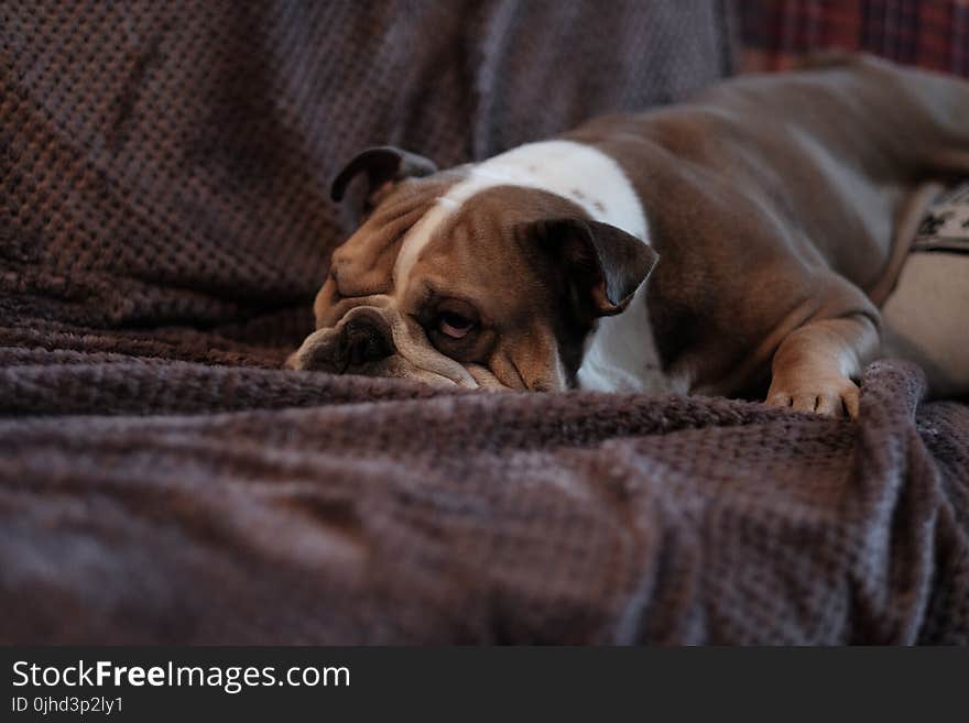 Brown Bulldog on Sofa