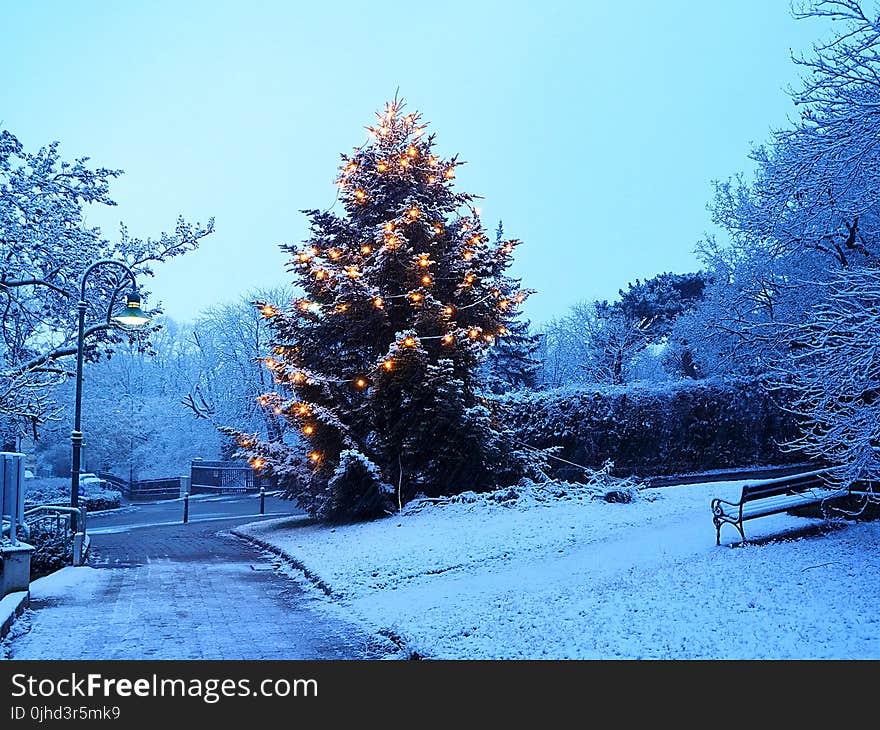 Pine Tree With Snow And Lights