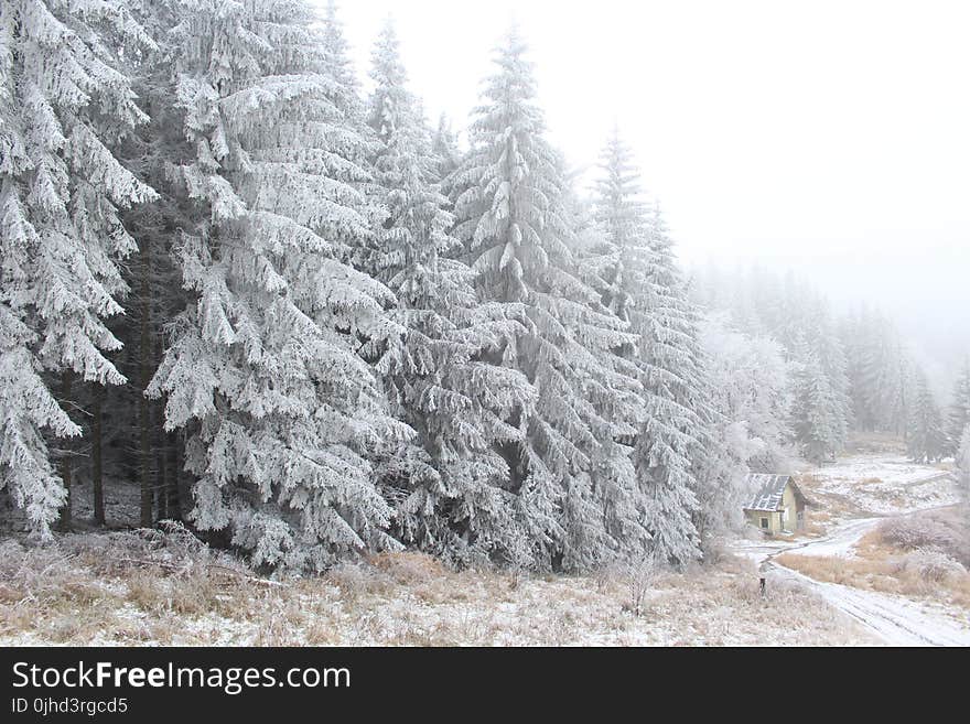 Pine Trees Covered In Snow