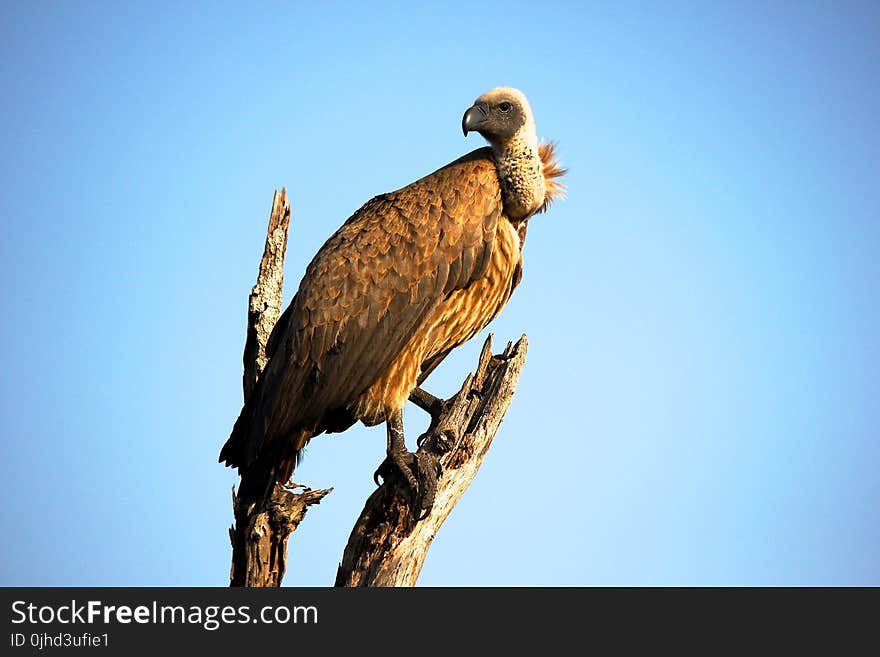 Close-Up Photography of Brown Vulture