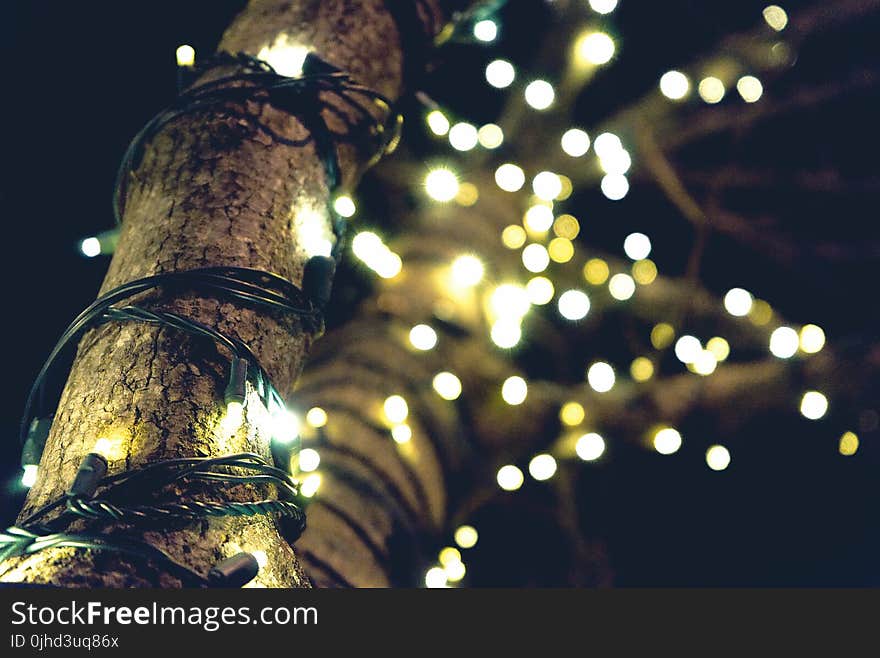 Yellow String Lights on Brown Tree