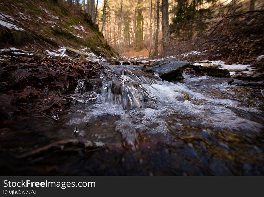 River Surrounding Green Leaf Trees at Daytime