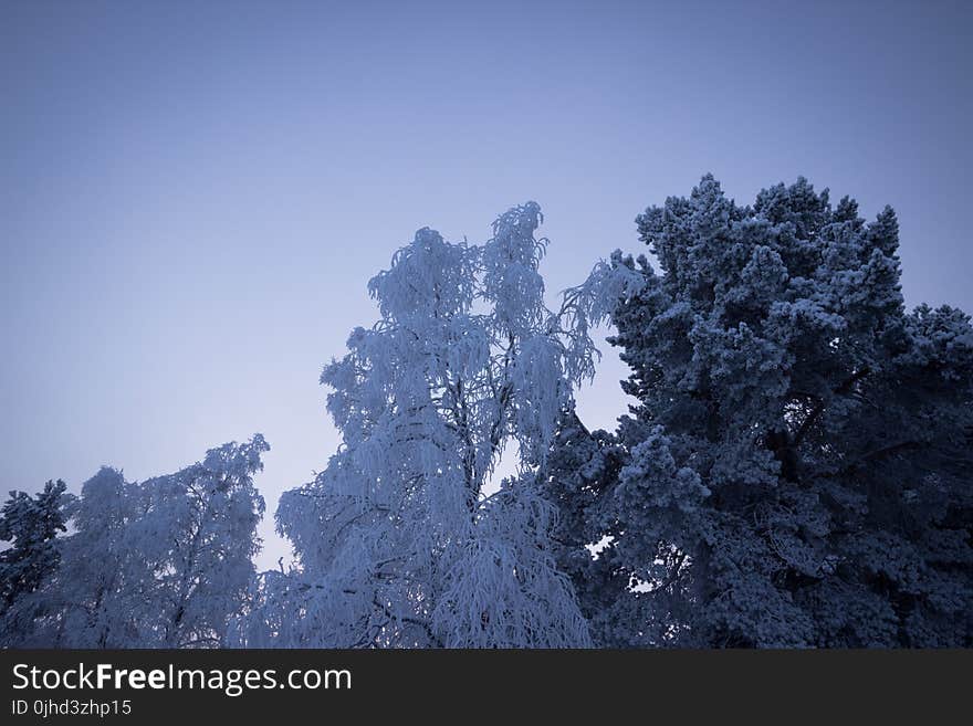 Snow Covered Trees