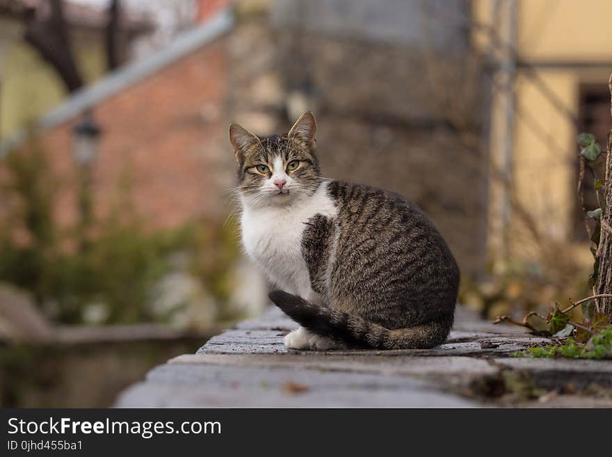 Close-Up Photography of Tabby Cat