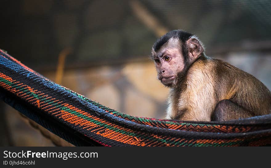 Brown Monkey on Red and Black Hammock