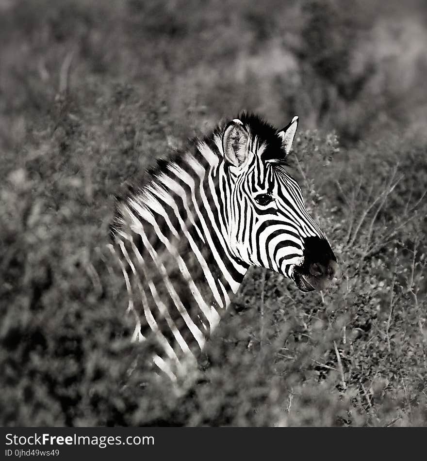 Monochrome Photography of Zebra