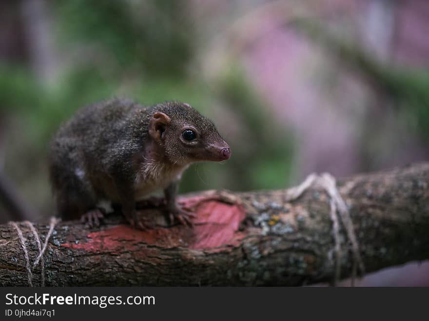 Selective Focus Photography of Brown Rodent