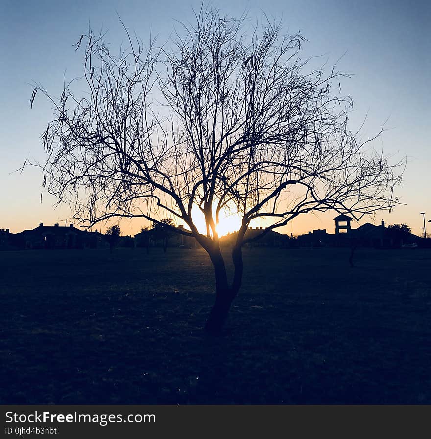 Silhouette of Bare Tree during Sunset