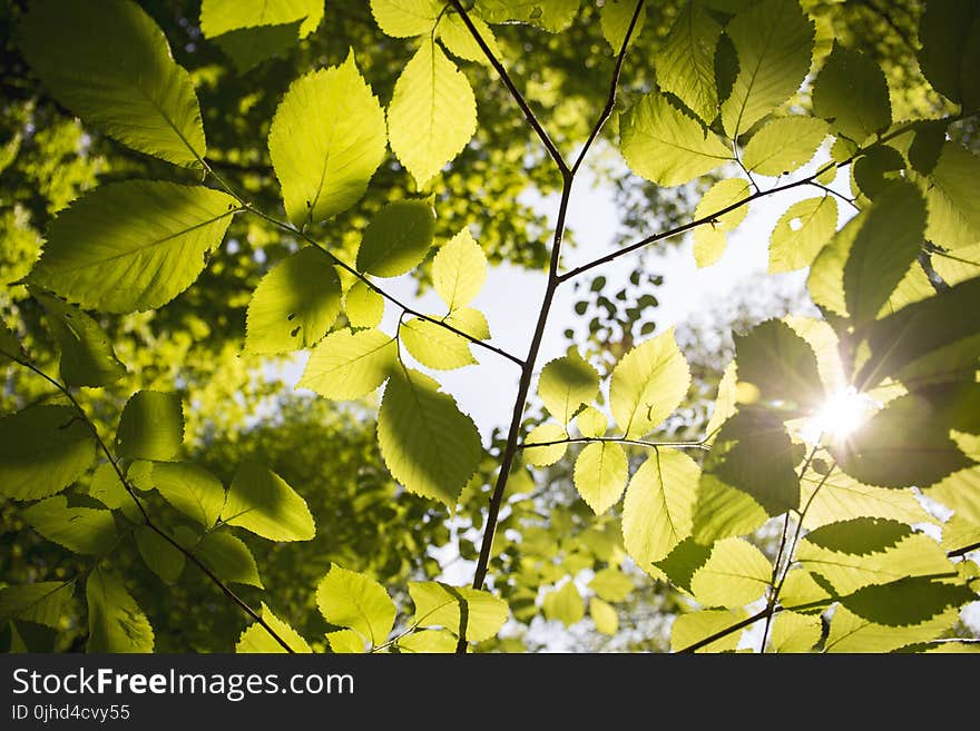 Close-Up Photography of Leaves