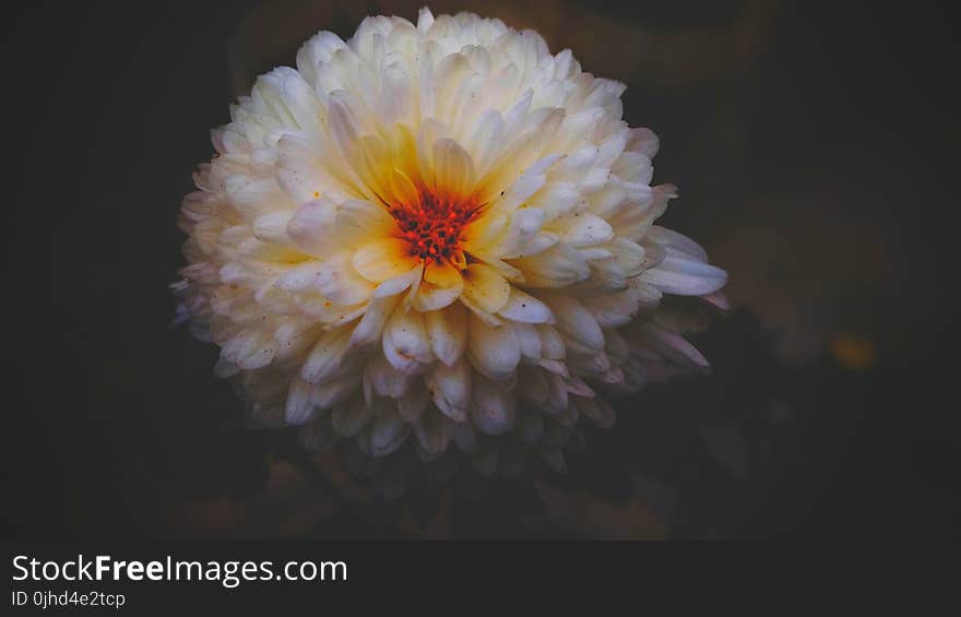 White Dahlia Flower Closeup Photography