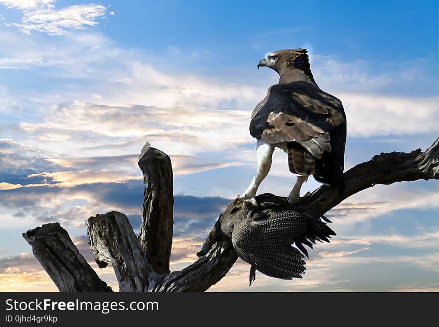 Eagle Perched on Tree Branch