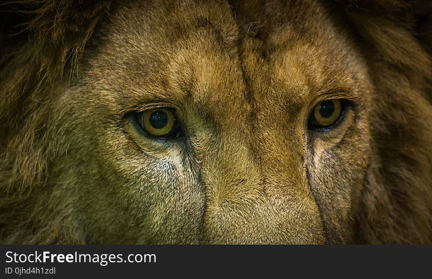 Close-Up Shot Of Lion