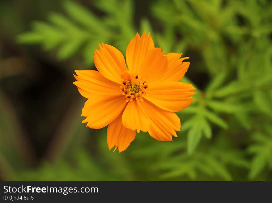 Shallow Focus Photography of Yellow Flowers