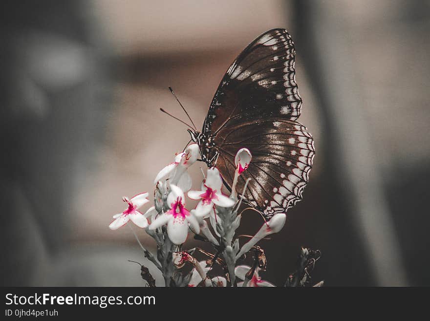 Butterfly On White Petaled Flowers