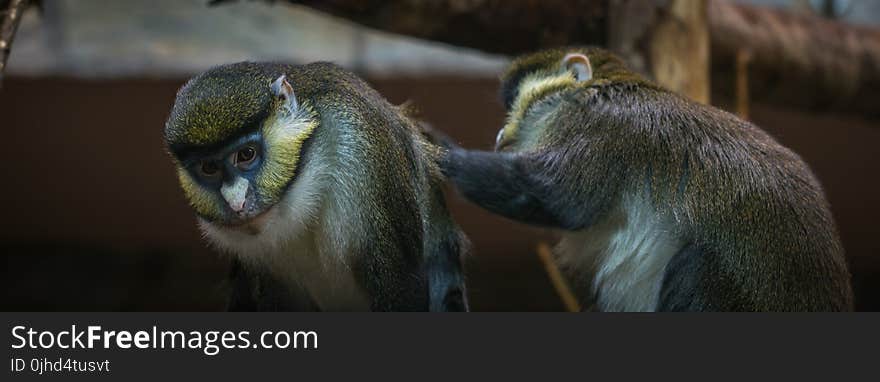 Two Brown-and-black Primates