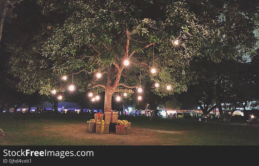 Lights Hanging on Green Leaf Tree