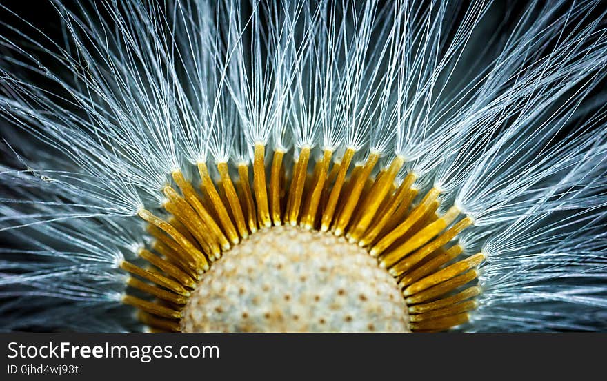 Close-up Photography of Dandelion Flower