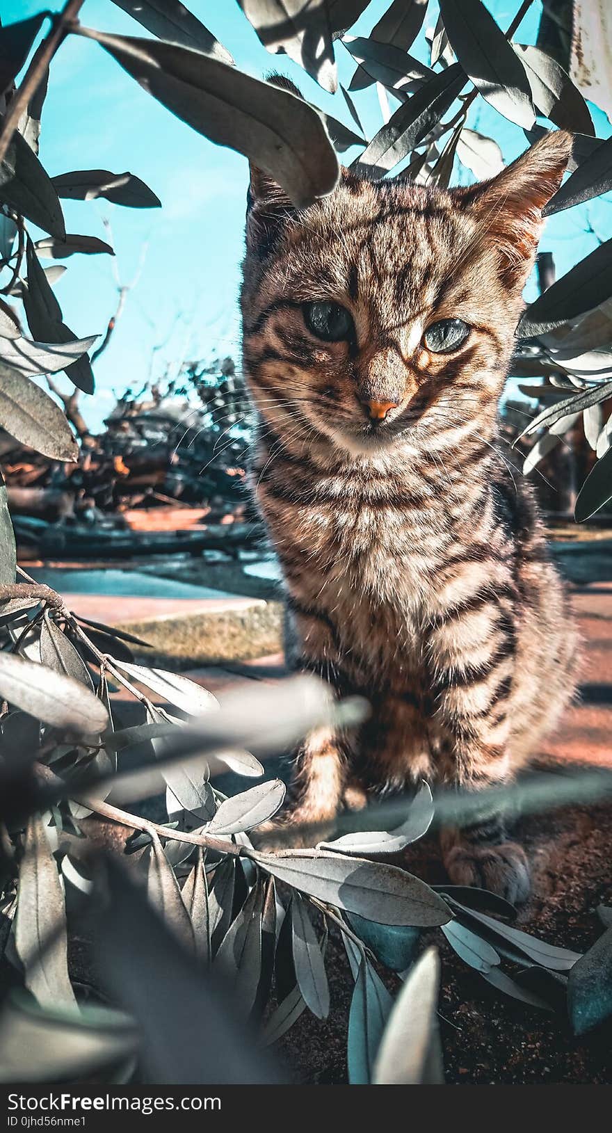 Tabby Cat Beside Green Plant