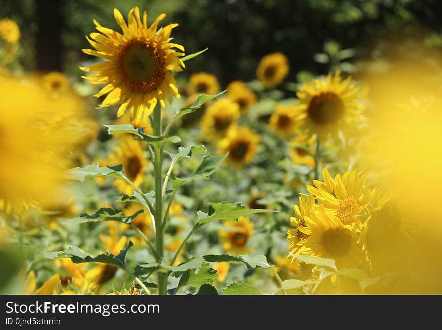 Photography Of Sunflowers