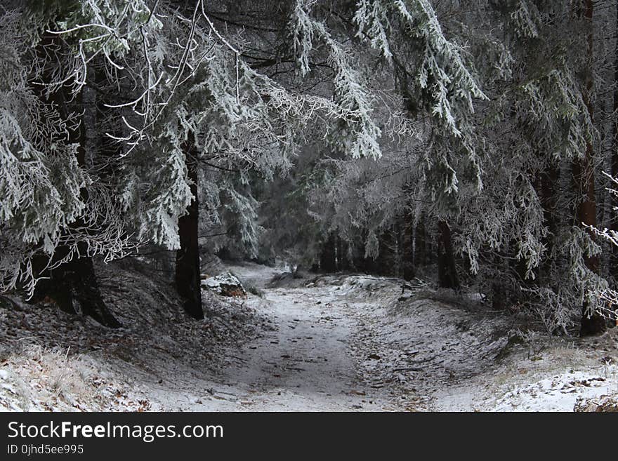 Snowcapped Trees