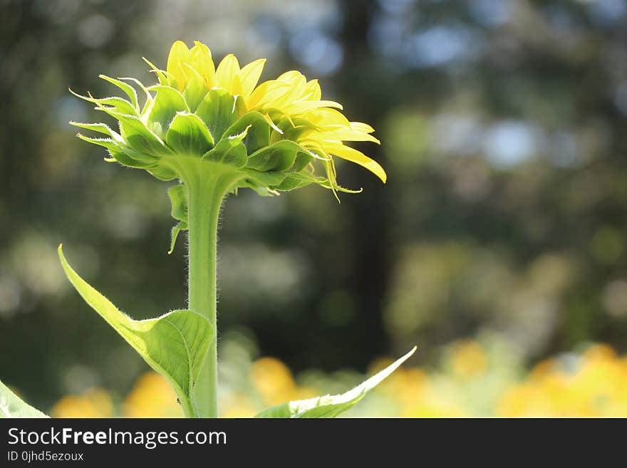 Selective Focus Photography of Yellow and Green Flower