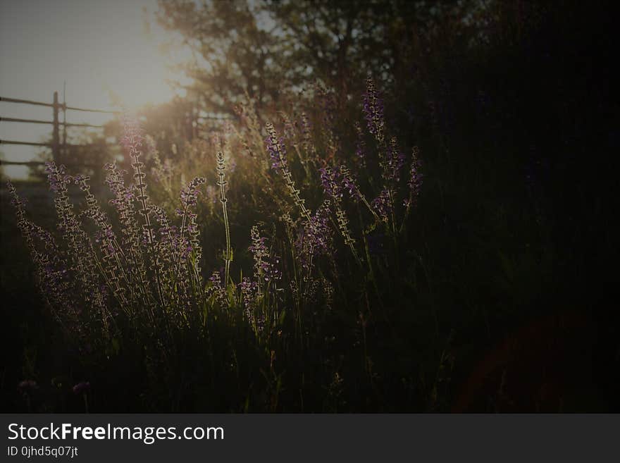 Photography of Bed of Flowers