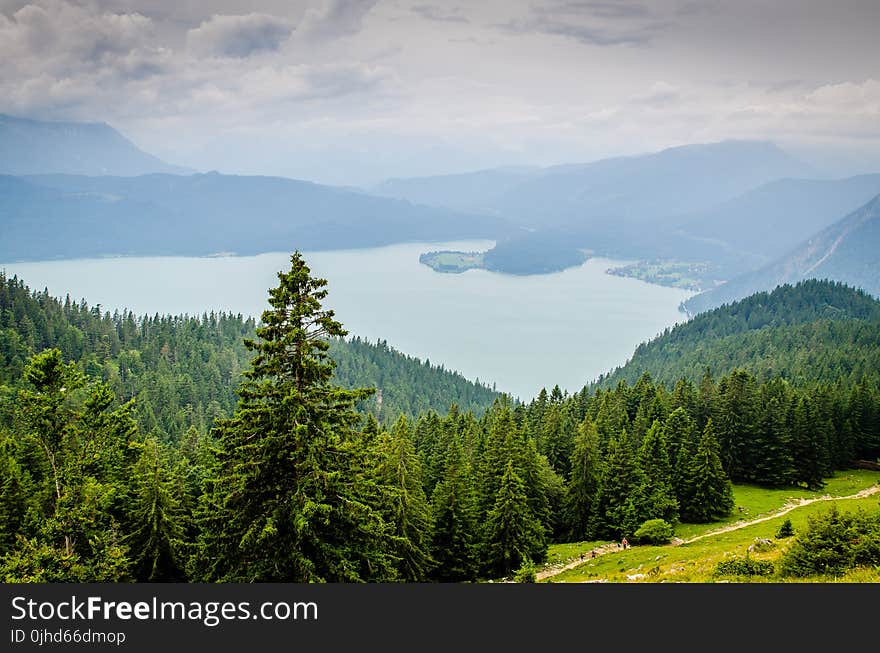 Forest and Body of Water Photograph