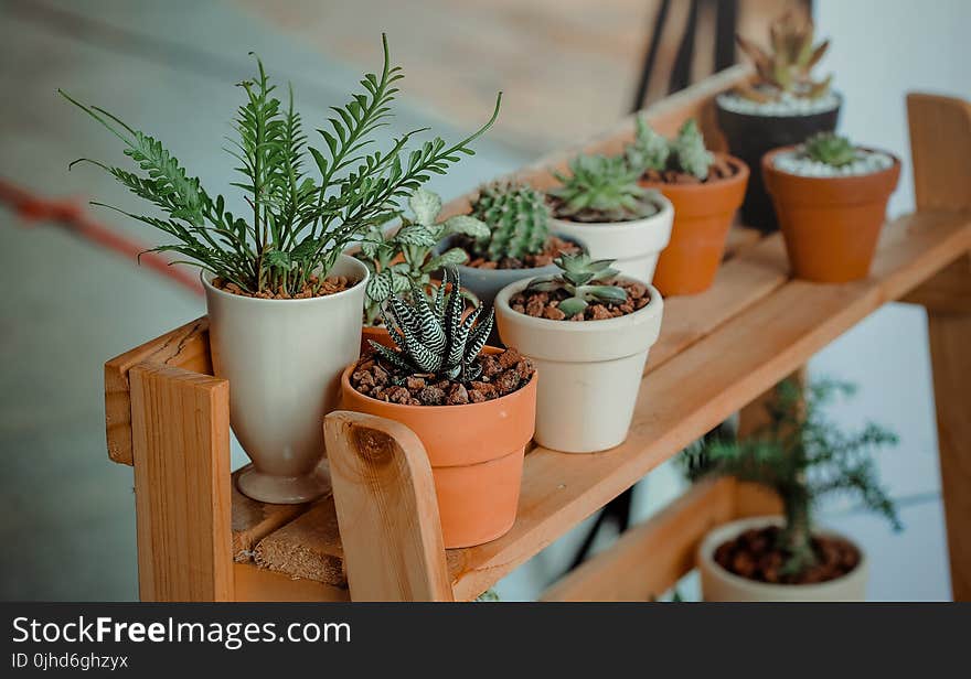 Green Indoor Potted Plant Lot