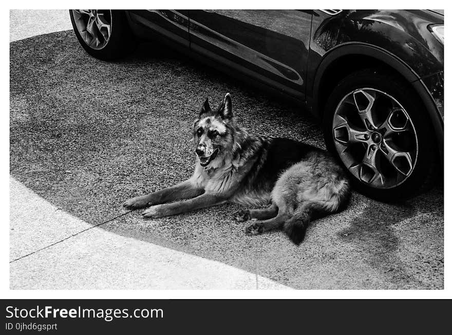 Grayscale German Shepherd Lying on Ground