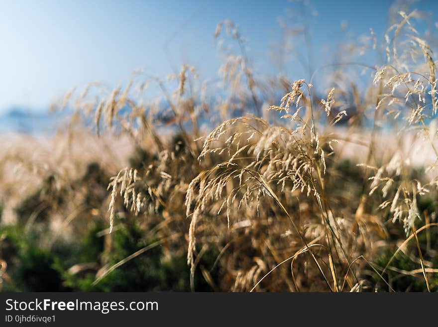 Close Up Photo of Dried Grass