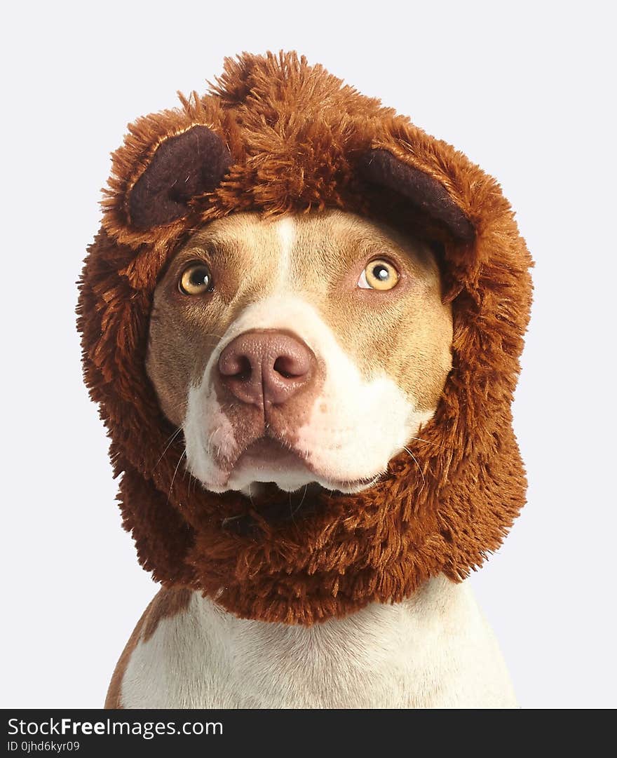 Dog With Brown Faux Fur Headband