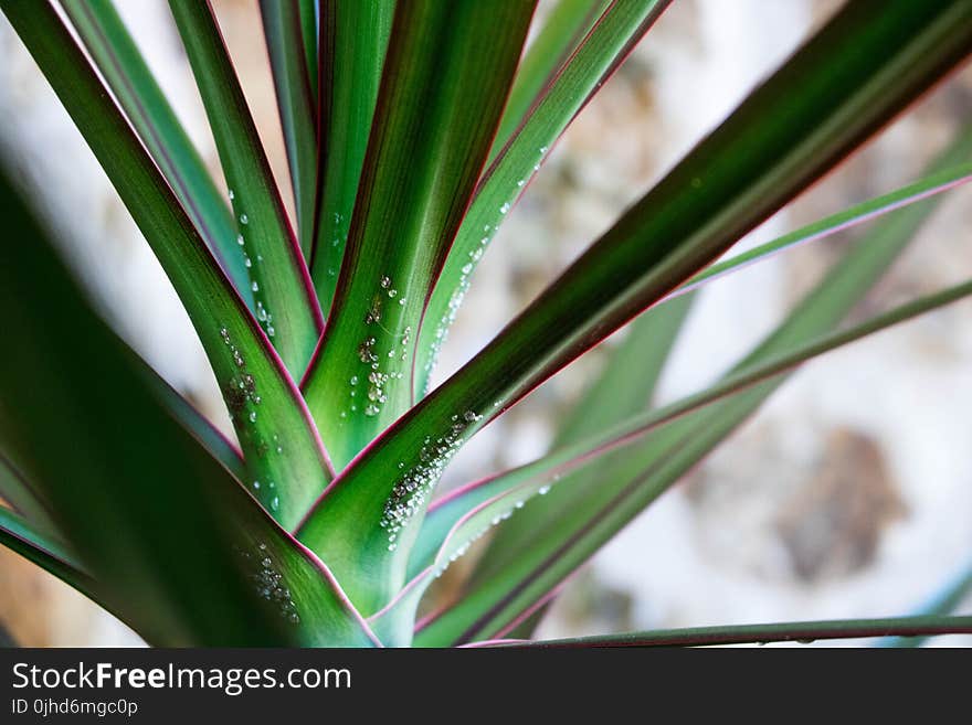 Close-up Photo of Green Leaf Plant