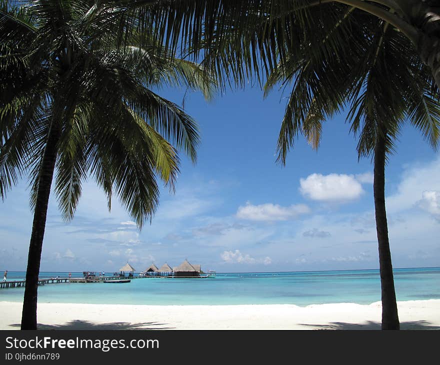 Two Coconut Tree Near Seashore