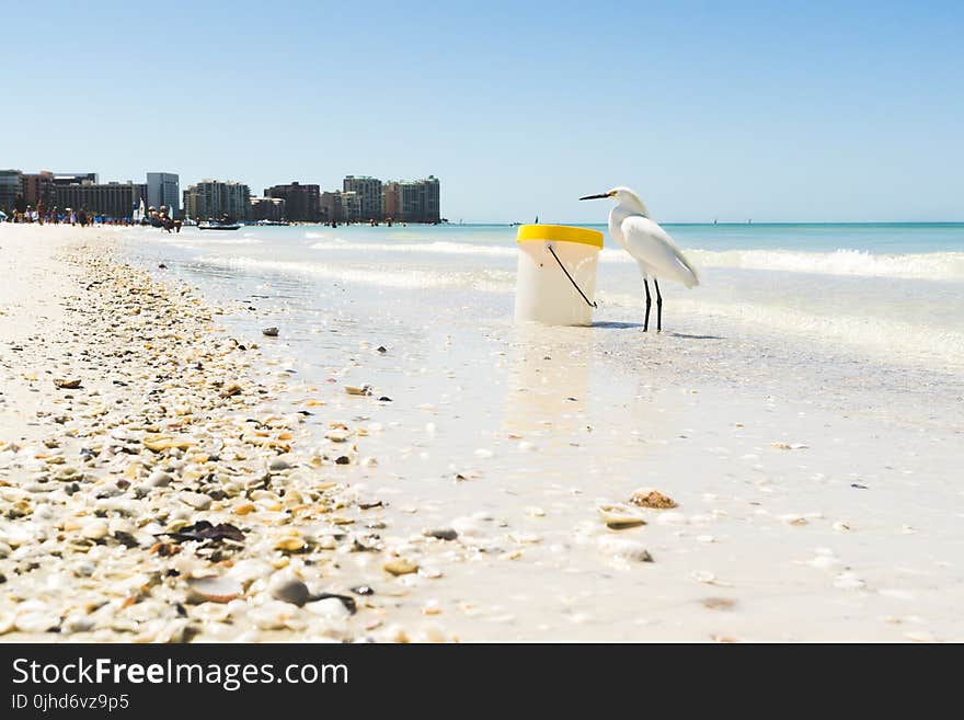 White Seagull on Seashore Beside Plastic Container