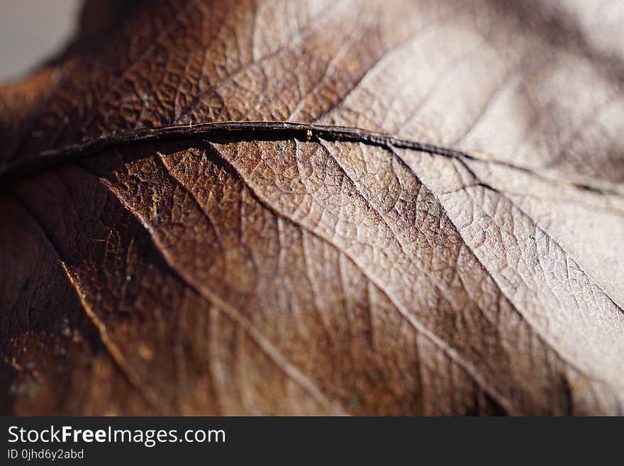 Dried Leaf