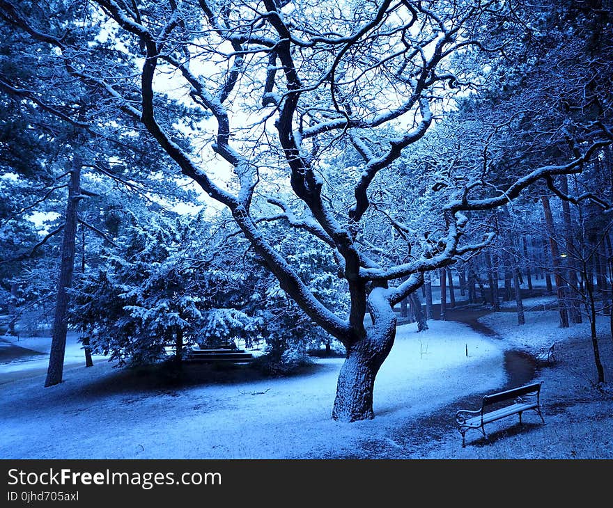 Trees Covered with Snow