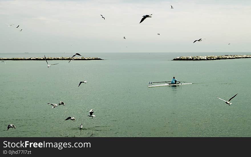 Fisherman Riding Boat in the Middle of Ocean With Flock of Gulls at Daytime