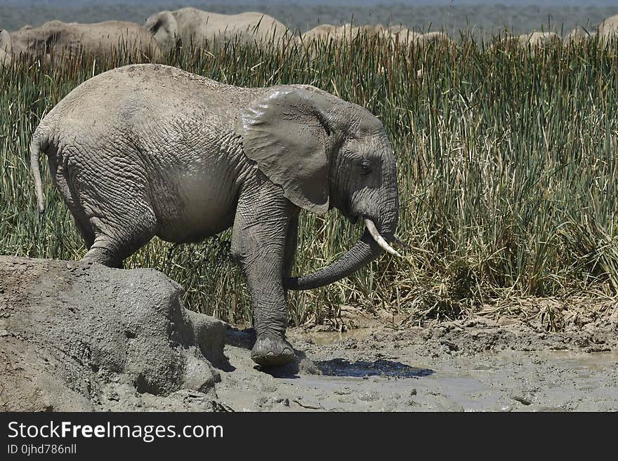 Elephant Walks on Puddle