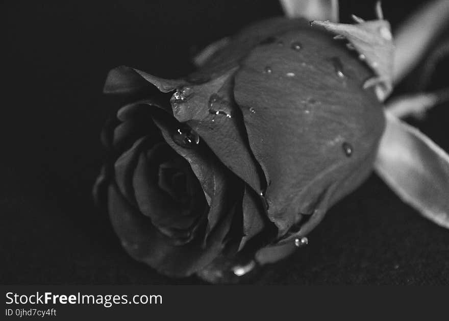 Grayscale Macro Photography of Rose