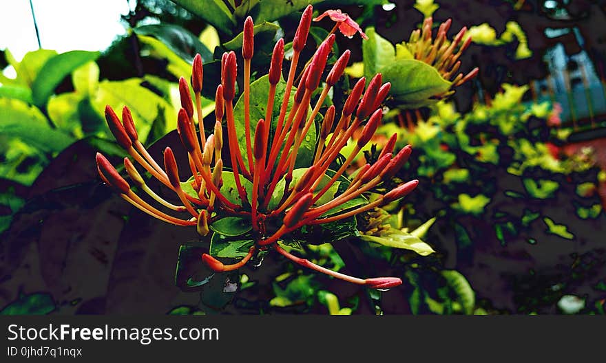 Red Petaled Flower Close Up Photography